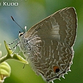 Anthene lycaenoides (Pale Ciliate Blue) in Chinamans Creek<br />Canon EOS KDX (400D) + EFS60 F2.8